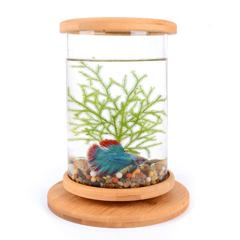 Zen Habitat – Minimalist Glass Tank with Bamboo Base
