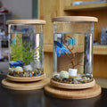 Zen Habitat – Minimalist Glass Tank with Bamboo Base