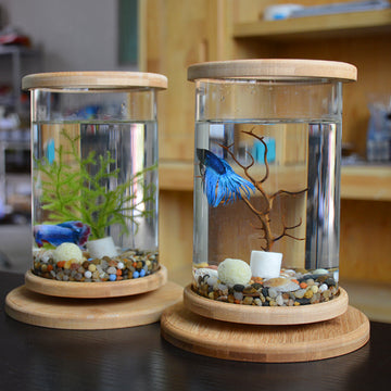Zen Habitat – Minimalist Glass Tank with Bamboo Base